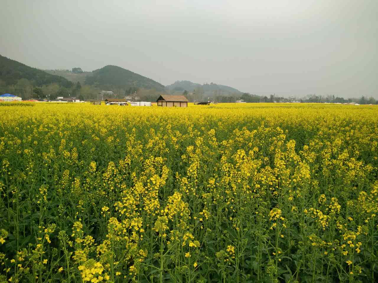 2025年澳门免费原料网